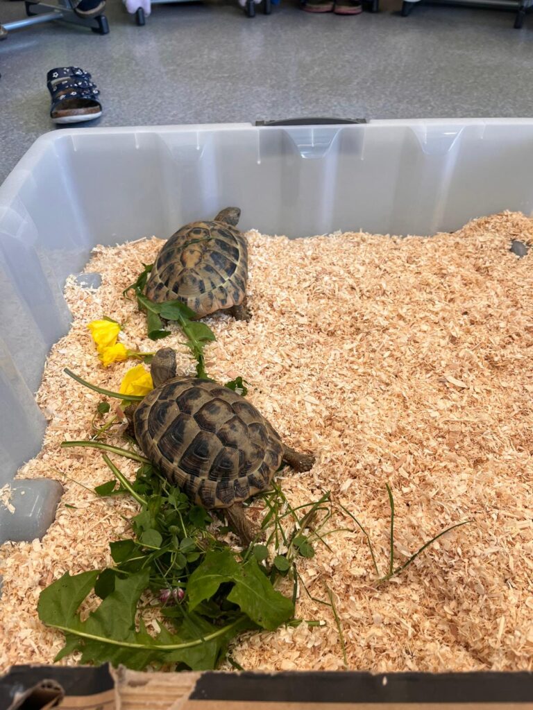 Schildkröten in 2b